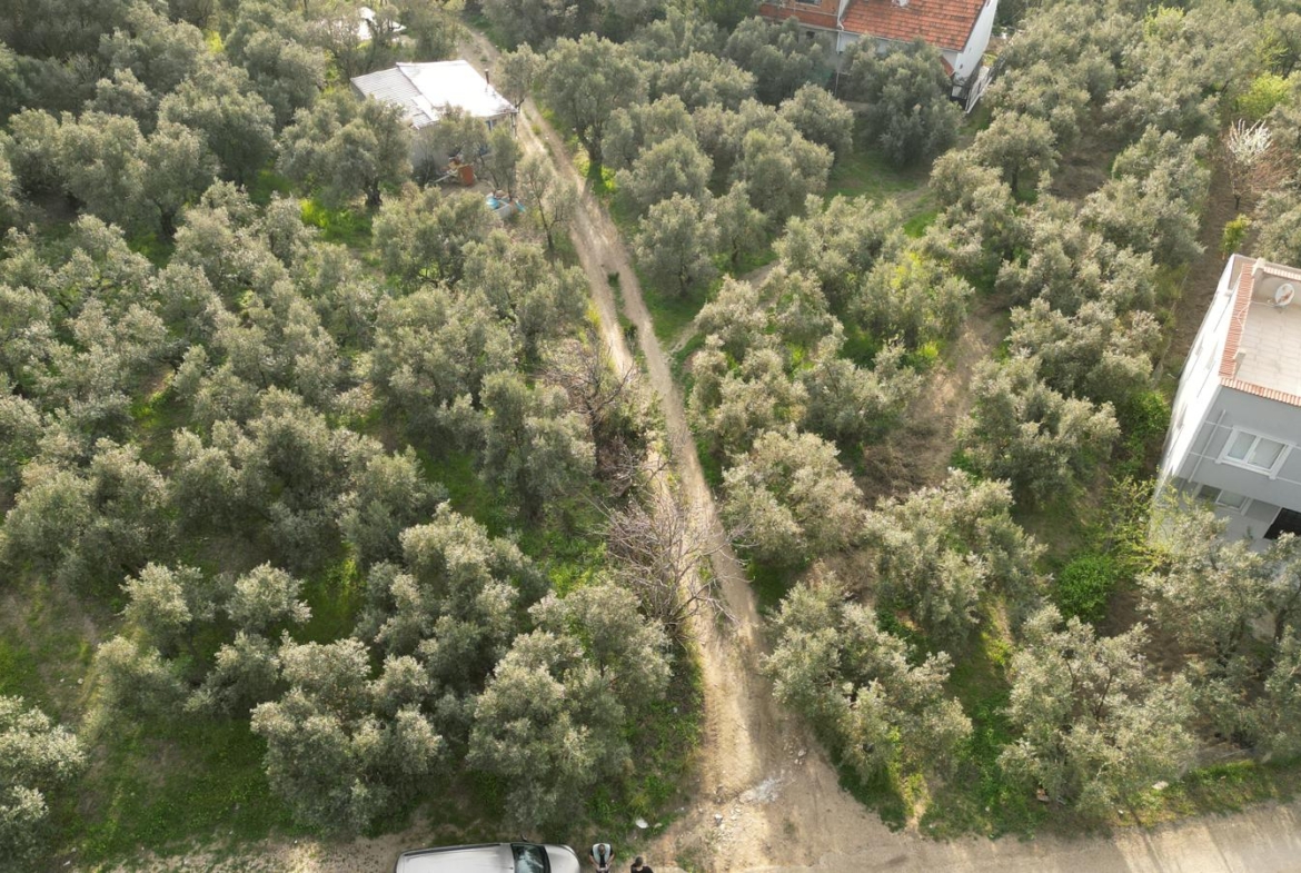 MUDANYA EŞKEL ESENCE’DE TEK TAPULU 325M2 SATILIK TARLA(ZEYTİNLK)