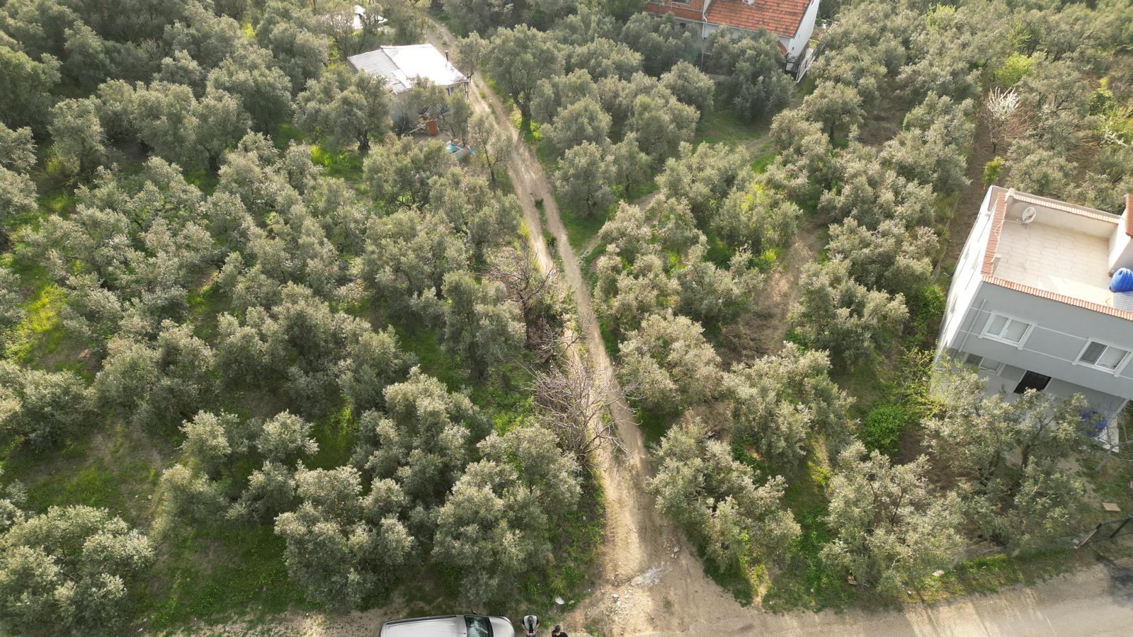 WhatsApp Image 2026-06-26 at 12.25.36 (8) MUDANYA EŞKEL ESENCE’DE TEK TAPULU 325M2 SATILIK TARLA(ZEYTİNLK)